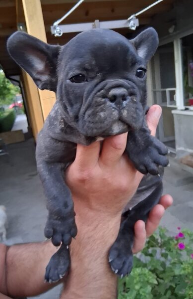 Pui bulldog francez rasa pura, sanatosi si jucausi
