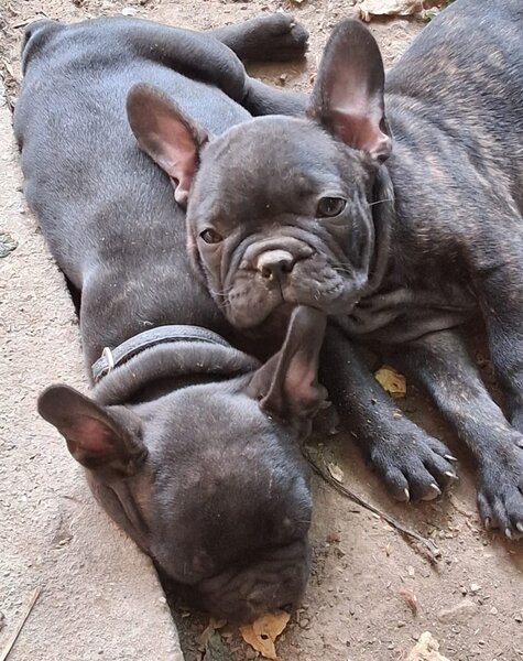 Pui bulldog francez rasa pura, sanatosi si jucausi
