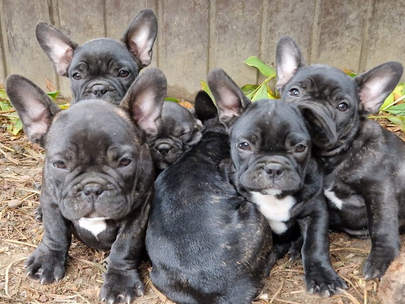 Pui bulldog francez rasa pura, sanatosi si jucausi