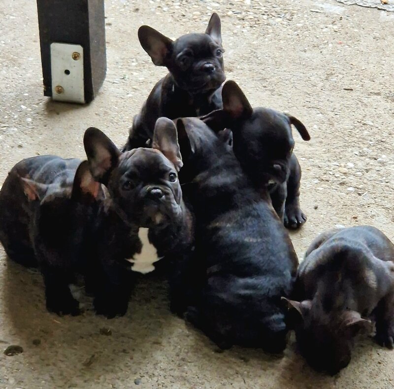 Pui bulldog francez rasa pura, sanatosi si jucausi