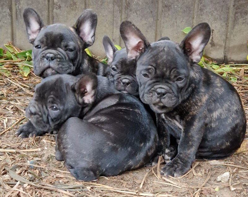 Pui bulldog francez rasa pura, sanatosi si jucausi