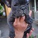 Pui bulldog francez rasa pura, sanatosi si jucausi